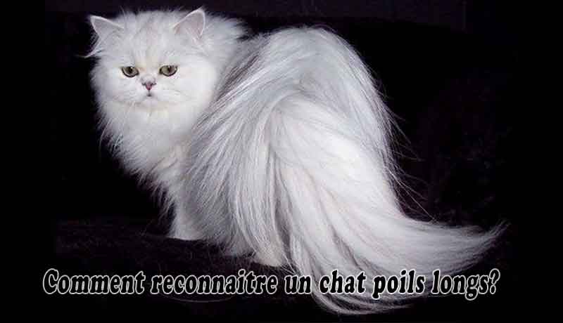 Comment reconnaitre un chat poils longs