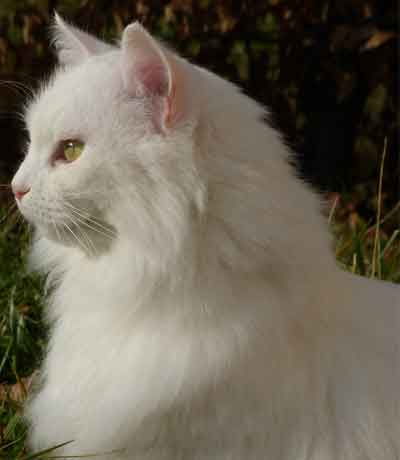 Comment reconnaitre un chat poils longs - caractéristiques des chats à poils longs