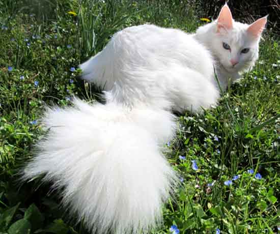 Comment reconnaitre un chat poils longs - caractéristiques des chats à poils longs