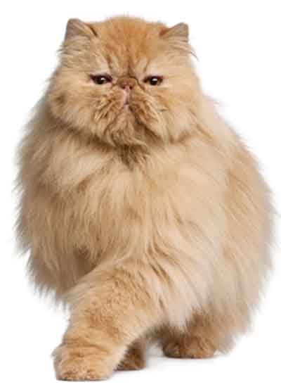 Comment reconnaitre un chat poils longs - Soins à apporter à votre chat à poils longs