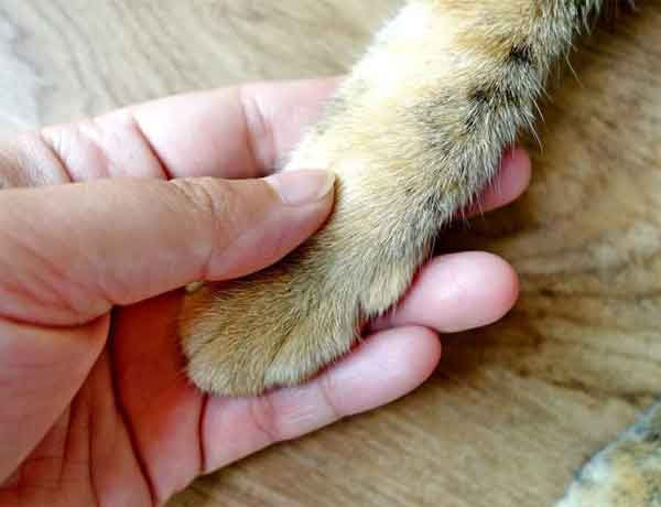 Comment reconnaitre une patte cassée chez un chat?