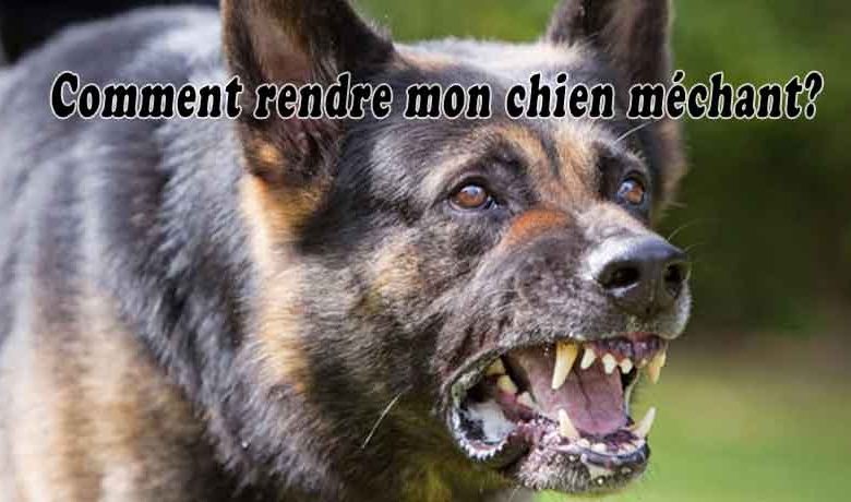 Comment rendre mon chien méchant?