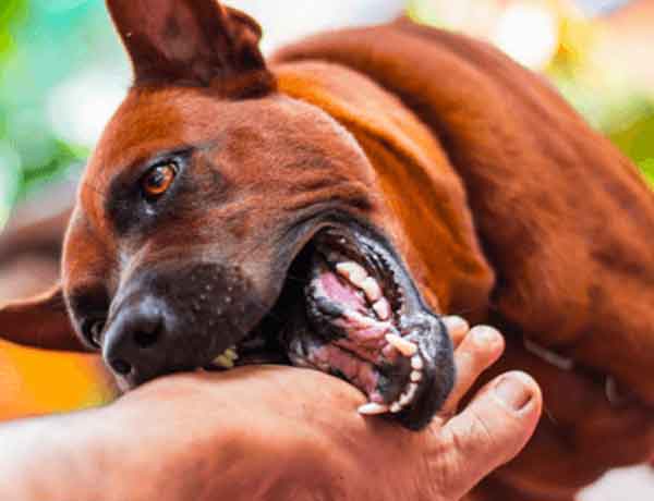 Comment rendre son chien méchant