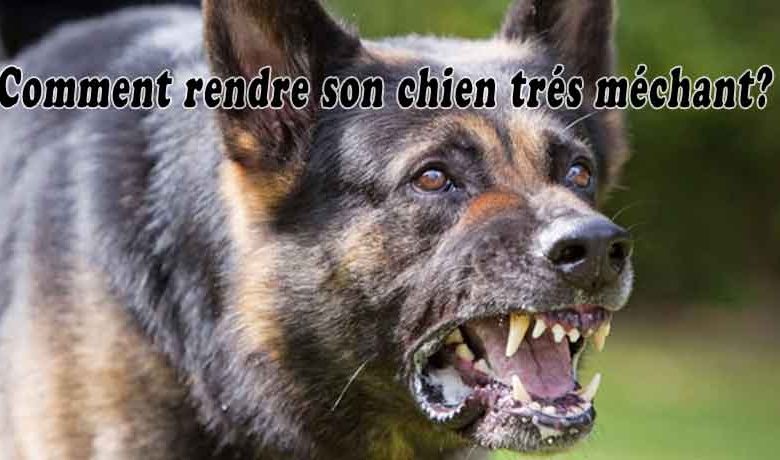 Comment rendre son chien très méchant?