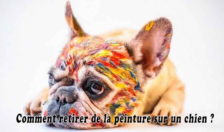 Comment retirer de la peinture sur un chien