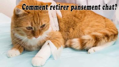 Comment retirer pansement chat