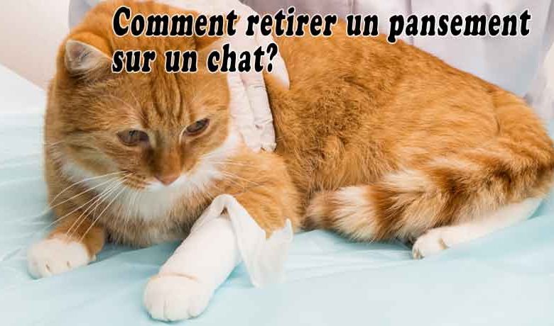 Comment enlever un pansement sur un chat?