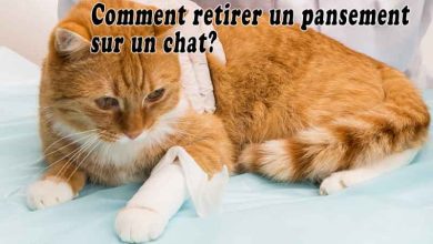 Comment retirer un pansement sur un chat?