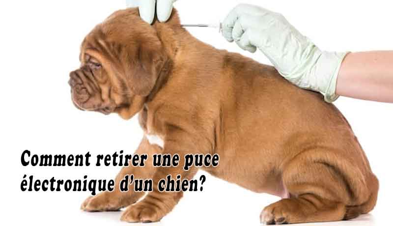 Comment retirer une puce électronique d’un chien?