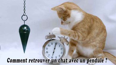 Comment retrouver un chat avec un pendule