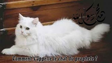 Comment s'appelle le chat du prophète?