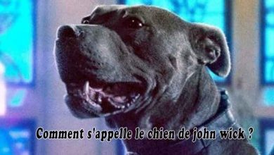 Comment s’appelle le chien de john wick