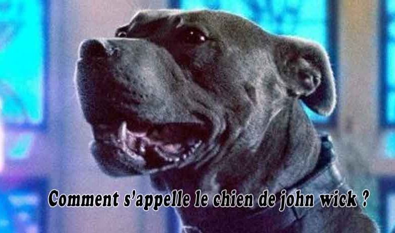 Comment s’appelle le chien de john wick