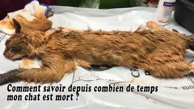 Comment savoir depuis combien de temps mon chat est mort