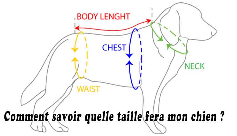 Comment savoir quelle taille fera mon chien