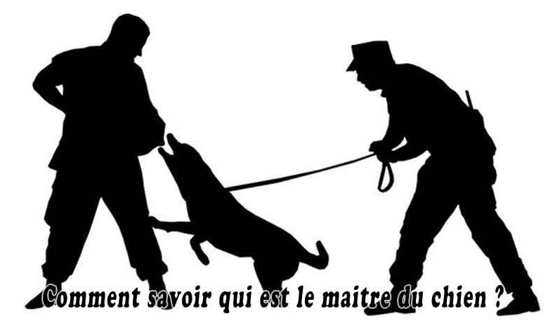 Comment savoir qui est le maitre du chien