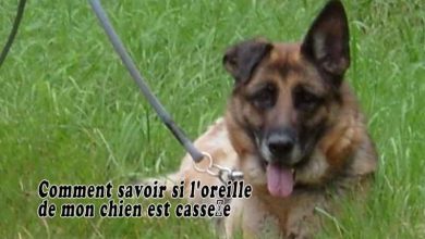 Comment savoir si l'oreille de mon chien est cassée