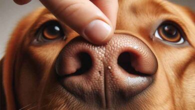 Comment savoir si mon chien a quelque chose dans le nez?