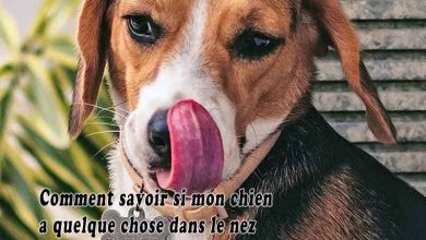 Comment savoir si mon chien a quelque chose dans le nez
