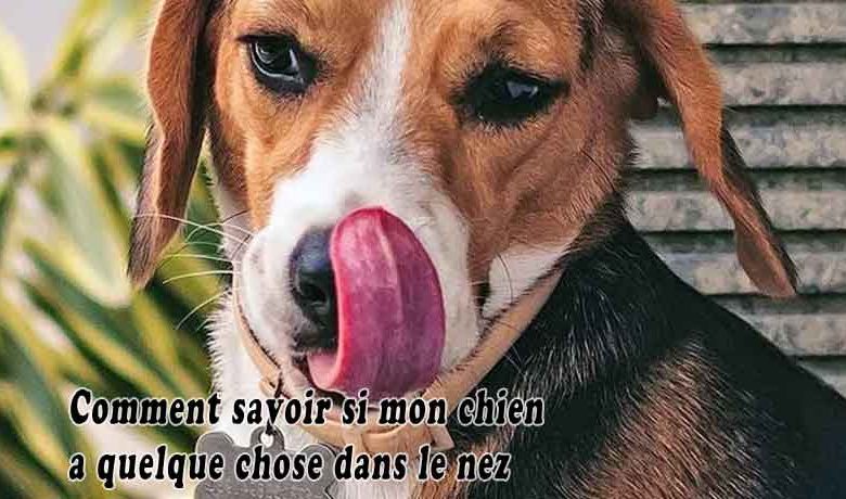 Comment savoir si mon chien a quelque chose dans le nez