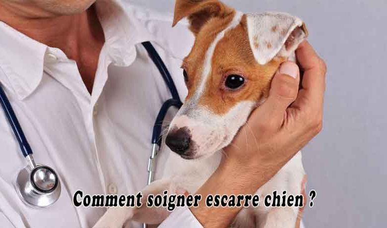 Comment soigner escarre chien