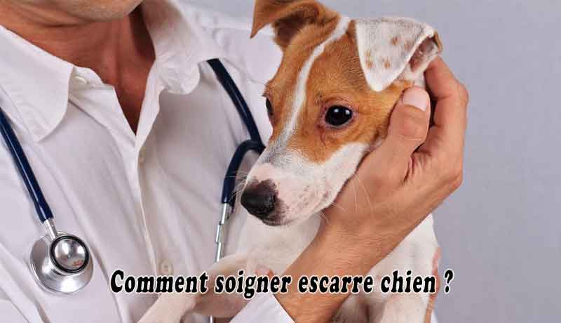 Comment soigner escarre chien