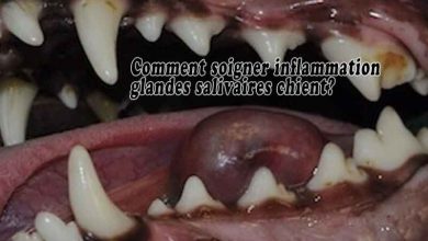 Comment soigner inflammation glandes salivaires chien