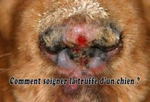 Comment soigner la truffe d’un chien