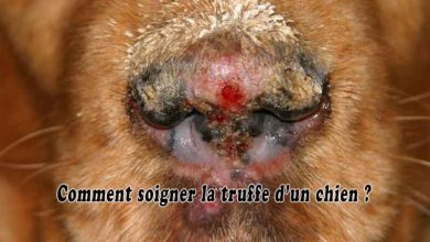 Comment soigner la truffe d’un chien