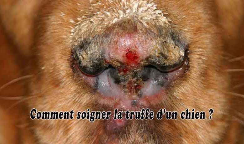 Comment soigner la truffe d’un chien