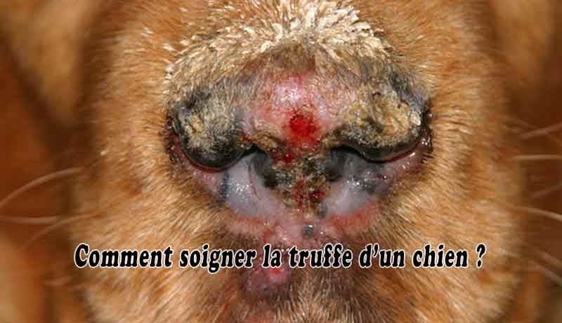 Comment soigner la truffe d’un chien