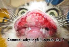Comment soigner plaie bouche chat