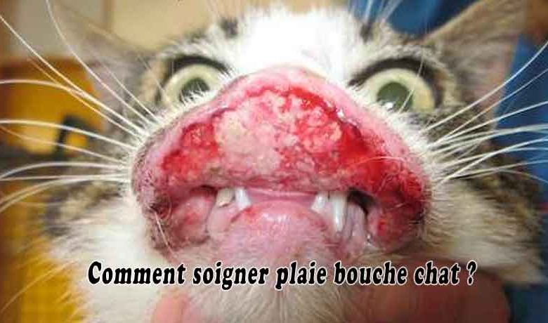 Comment soigner plaie bouche chat