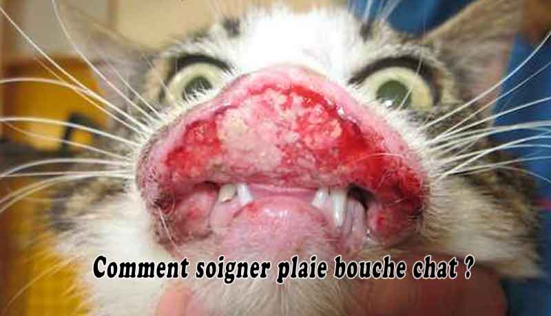 Comment Soigner Plaie Bouche Chat