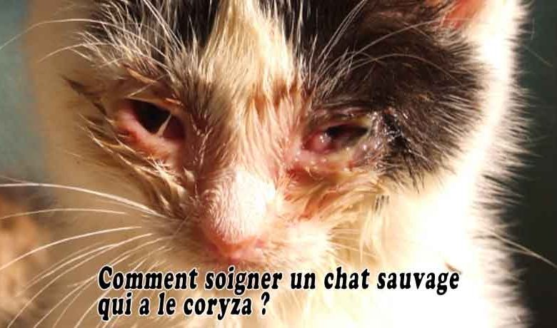 Comment soigner un chat sauvage qui a le coryza