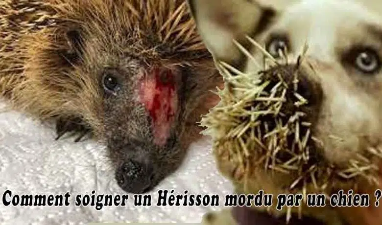 Comment soigner un Hérisson mordu par un chien