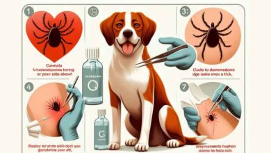 Comment soigner une piqûre de tique sur un chien