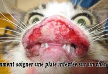 Comment soigner une plaie infectée sur un chat