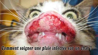 Comment soigner une plaie infectée sur un chat