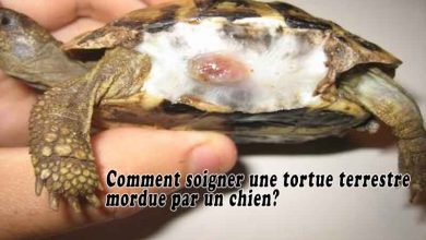 Comment soigner une tortue terrestre mordue par un chien