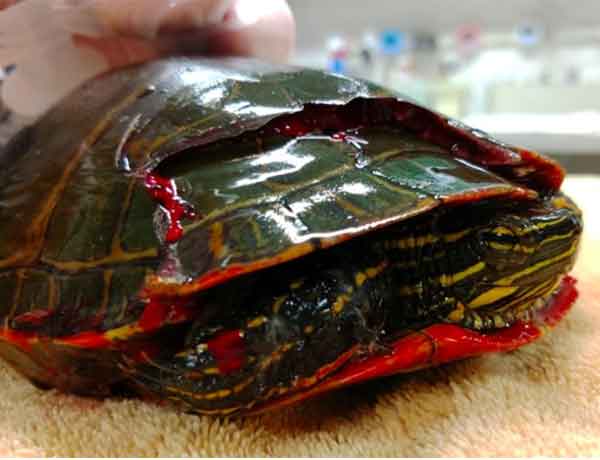 Comment soigner une tortue terrestre mordue par un chien?