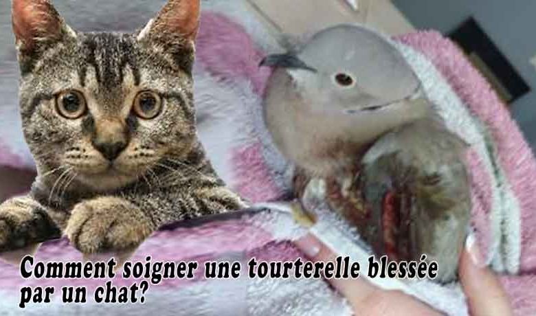 Comment soigner une tourterelle blessée par un chat