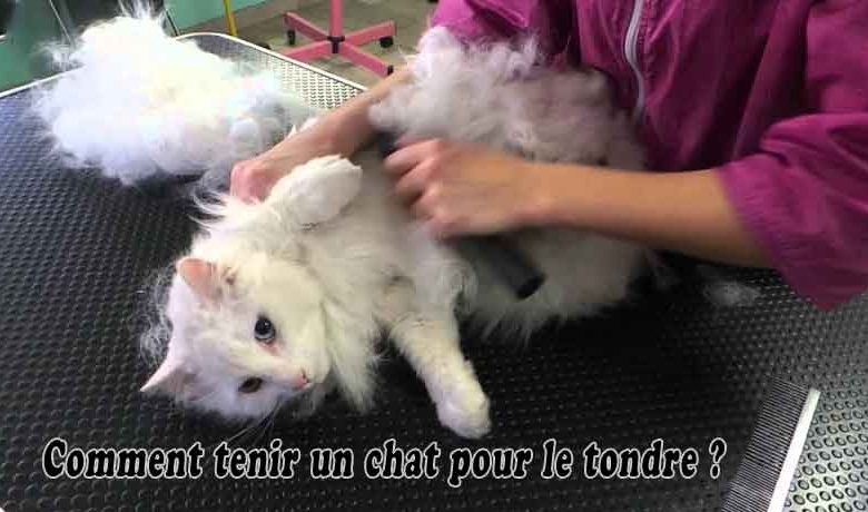 Comment tenir un chat pour le tondre?