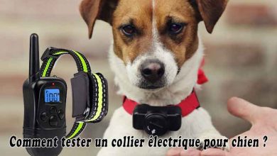 Comment tester un collier électrique pour chien