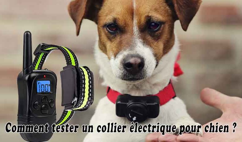 Comment tester un collier électrique pour chien