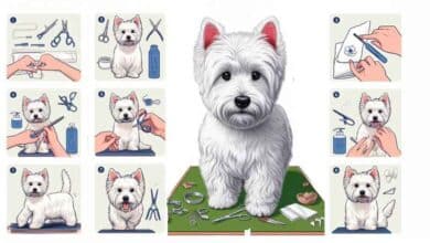 Comment toiletter son chien westie