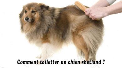 Comment toiletter un chien shetland