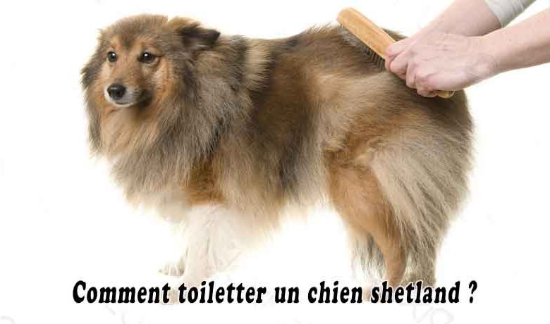 Comment toiletter un chien shetland