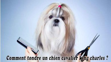 Comment tondre un chien cavalier king charles