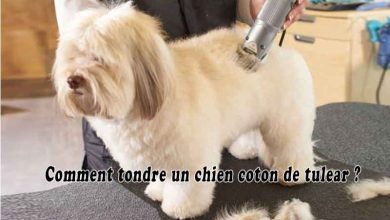 Comment tondre un chien coton de tulear